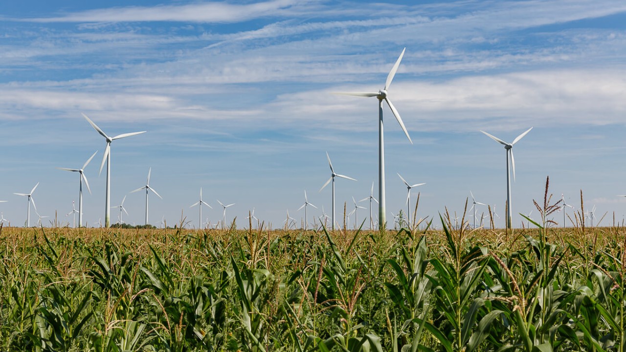 Maisfeld mit Windrädern